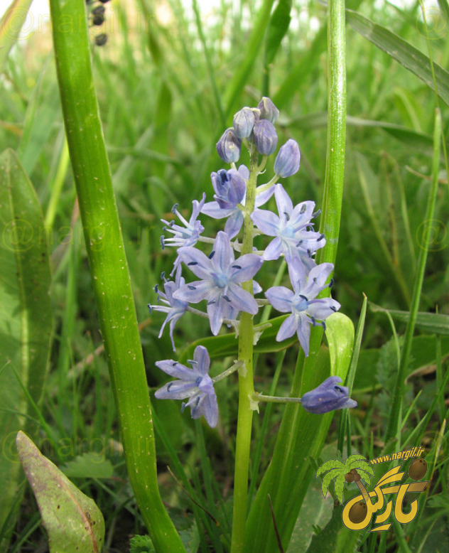 Scilla persica